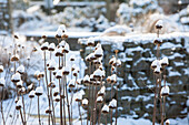 Perennials winter impression