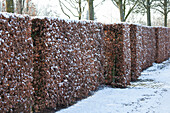 Winterhecke