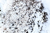 Berg-Steinkraut 'Berggold' schneebedeckt