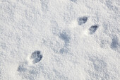 Animal tracks in the snow