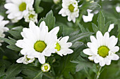 Chrysanthemum indicum, weiß