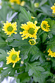 Chrysanthemum indicum, yellow