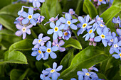 Myosotis sylvatica