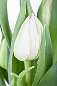 Tulipa, white