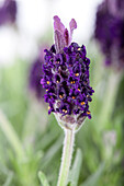 Lavandula stoechas 'Anouk'