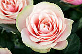 Rosa 'Magnolia Kordana® Grande'
