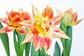 Tulipa