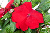 Impatiens neuguinea, dark red