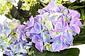 Hydrangea macrophylla, lila