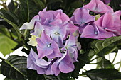 Hydrangea macrophylla