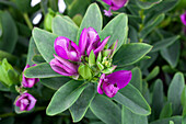 Polygala myrtifolia