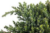 Juniperus procumbens 'Nana