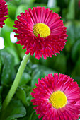 Bellis perennis, red