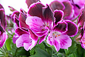 Pelargonium grandiflorum