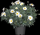 Argyranthemum frutescens, white