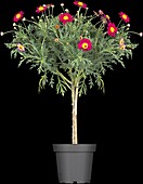 Argyranthemum frutescens, stem