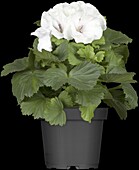 Pelargonium grandiflorum, white