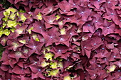 Flower carpet Hydrangea macrophylla