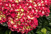 Hydrangea macrophylla