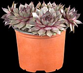 Sempervivum