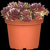 Sempervivum