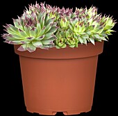 Sempervivum