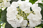 Hydrangea macrophylla, weiß