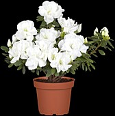 Rhododendron simsii, weiß
