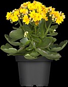 Kalanchoe blossfeldiana Calandiva®