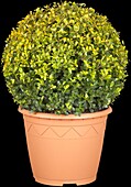 Ilex crenata 'Golden Gem', globe bulb