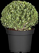 Ilex crenata 'Dark Green'®, globe globe