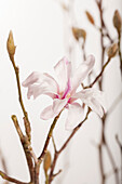 Magnolia x loebneri 'Leonard Messel'.