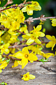 Forsythia x intermedia