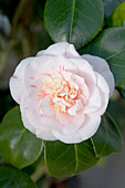 Camellia japonica 'Strawberry Parfait'