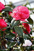 Camellia japonica 'April Dawn'