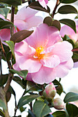 Camellia japonica 'Betty Sette'