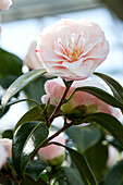 Camellia japonica April Dawn