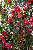 Camellia japonica Betty Sette