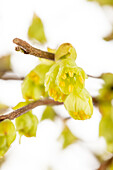 Corylopsis pauciflora