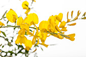 Genista