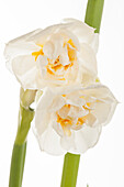 Narcissus 'Bridal Crown'