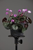 Cyclamen coum