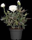Potted rose