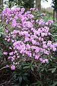 Rhododendron, lila