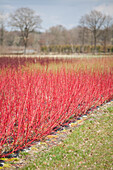 Cornus alba 'Sibirica'