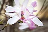 Magnolia liliiflora 'Susan