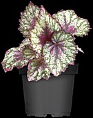 Begonia 'Begoniaz