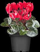 Cyclamen persicum, rot