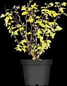 Physocarpus opulifolius 'Dart´s Gold'