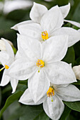 Solanum jasminoides, weiß